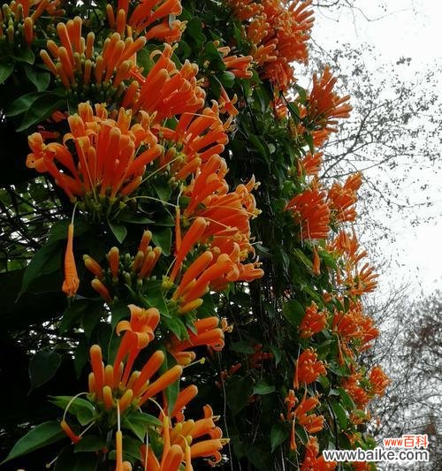 借芙蓉树的花开 芙蓉树花语