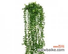 佛珠吊兰 佛珠吊兰的祥瑞寓意