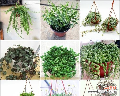 佛珠吊兰 佛珠吊兰的祥瑞寓意