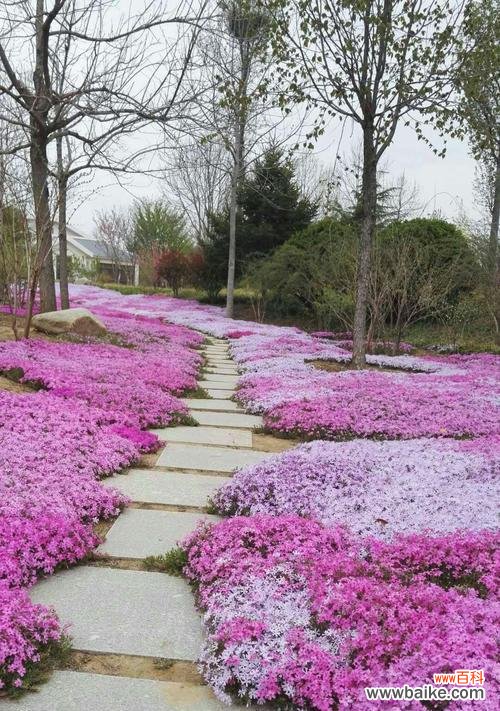探寻花朵语言中的祝福与吉祥 福禄考花语