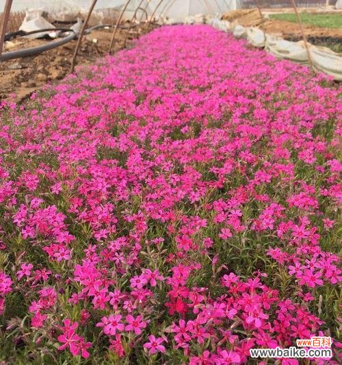 探寻花朵语言中的祝福与吉祥 福禄考花语