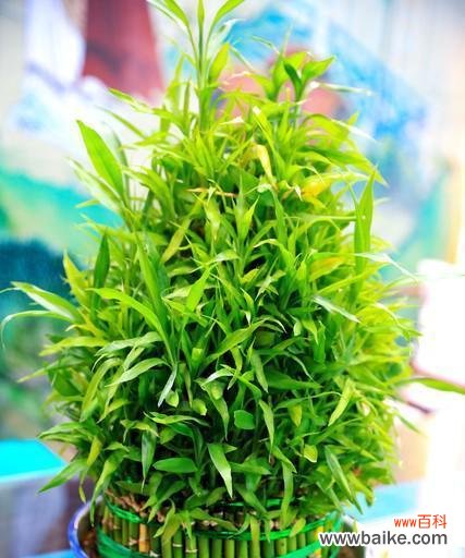 追寻财富与好运的秘密 富贵竹