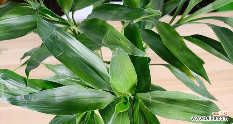 追寻财富与好运的秘密 富贵竹