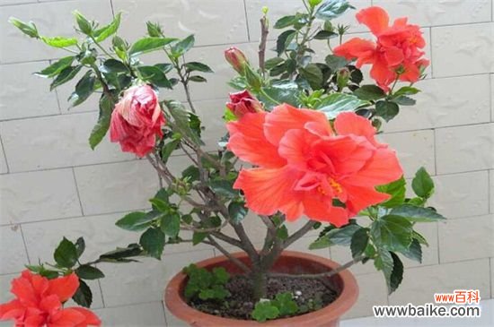 附养殖方法 马来西亚国花是什么花？马来西亚国花是扶桑花