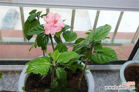 附养殖方法 马来西亚国花是什么花？马来西亚国花是扶桑花