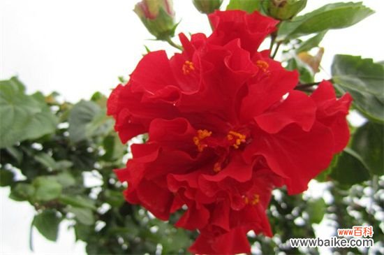 附养殖方法 马来西亚国花是什么花？马来西亚国花是扶桑花