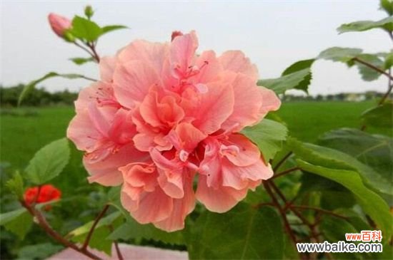 附养殖方法 扶桑花一年开几次?养的好就会全年开放