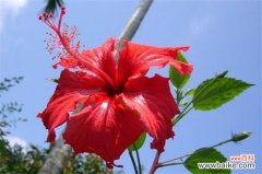 附养殖方法 扶桑花一年开几次？养的好就会全年开放