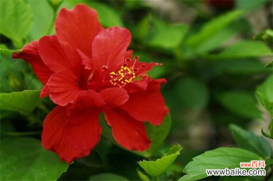 附养殖方法 扶桑花一年开几次?养的好就会全年开放