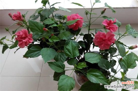 附养殖方法 扶桑花一年开几次?养的好就会全年开放