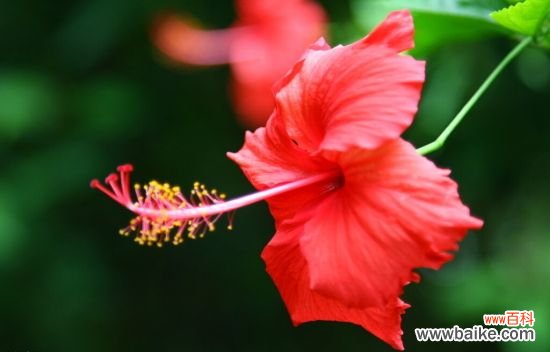 扶桑花为何落蕾