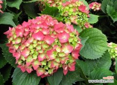 八仙花怎样科学翻盆与修剪？