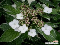 养护银边八仙花有哪些要点