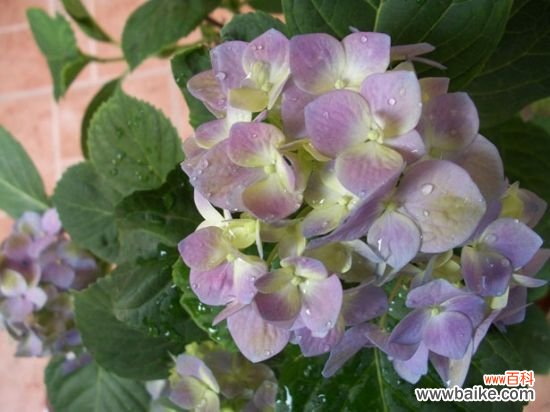 怎样使八仙花一年开两次花？