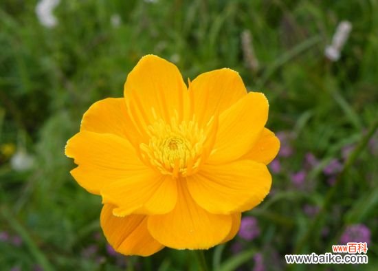 怎样使金莲花秋种冬花