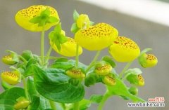 蒲包花有哪些特性？