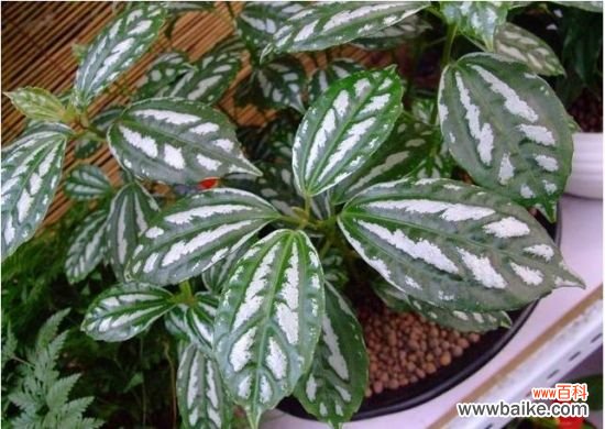 冷水花的株形长得散乱怎么办