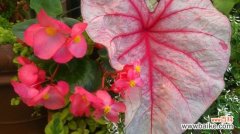 怎样水培花叶芋