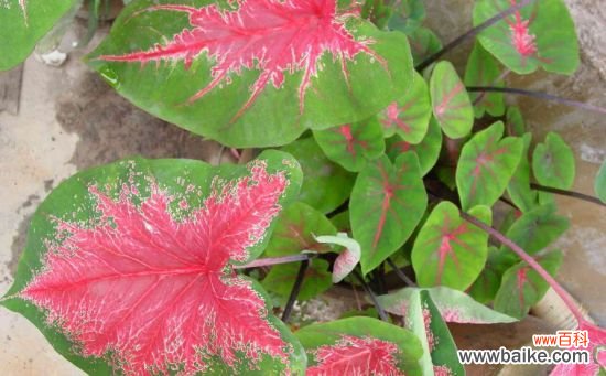 花叶芋有哪些栽培品种？