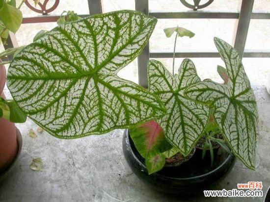 怎样盆栽花叶芋?