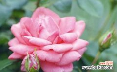 月季花语是什么？了解不同颜色月季的含义？