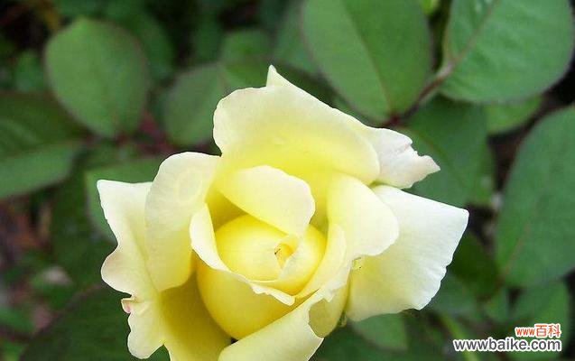 月季花语是什么？了解不同颜色月季的含义？