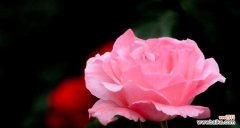 月季花语代表什么含义？如何解读月季的花语？