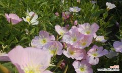 月见草的花语和传说有哪些？了解月见草背后的故事？