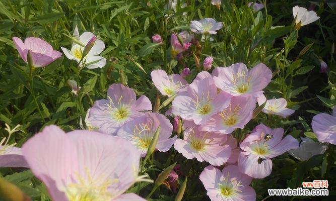 月见草的花语和传说有哪些？了解月见草背后的故事？