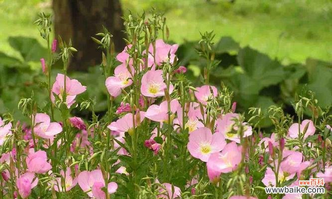 月见草花语是什么?如何用月见草表达情感?