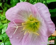 月见草花语是什么？如何用月见草表达情感？