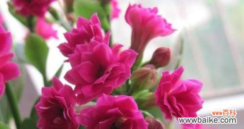 长寿花花语是什么意思?长寿花的寓意有哪些常见问题?