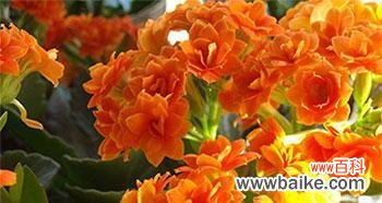 长寿花花语是什么？如何用长寿花表达祝福？