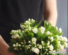 针垫花花语代表什么？如何正确养护针垫花？