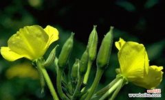 月见草的花语和传说是什么？它们在文化中扮演什么角色？