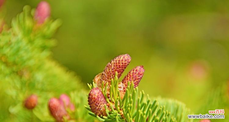 云杉的寓意是什么?如何正确养殖云杉?