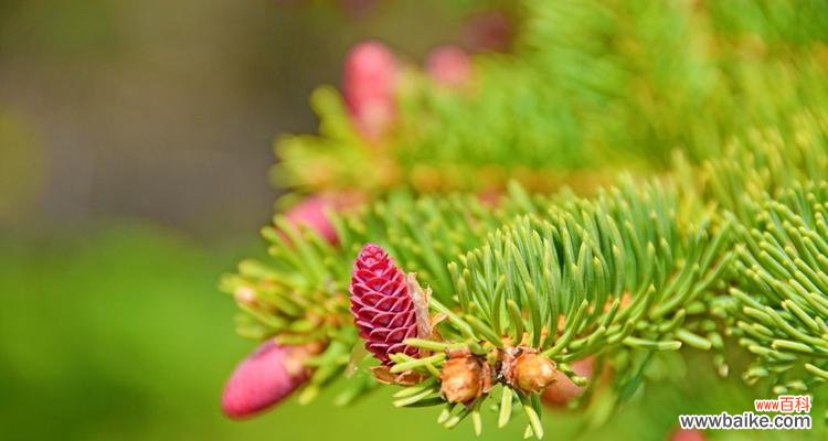 云杉的寓意是什么?如何正确养殖云杉?