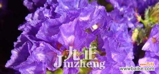 云实的花语是什么?它在文化中扮演什么角色?