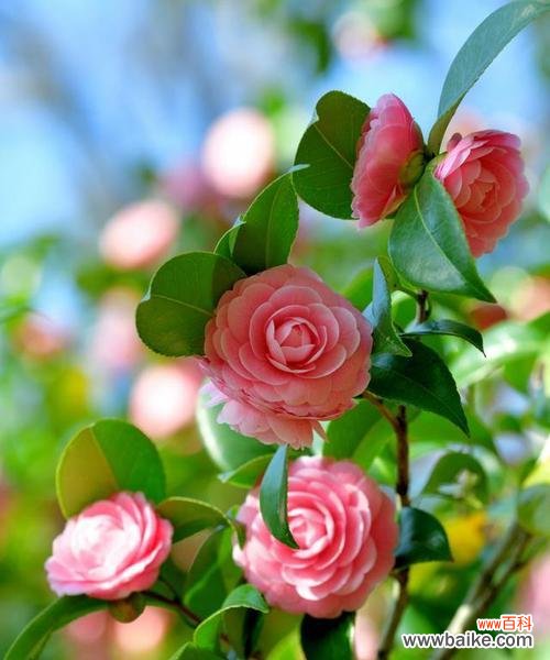 云实的花语是什么?它在文化中扮演什么角色?