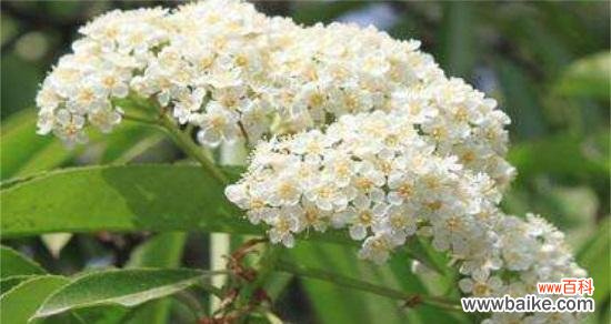 云实的花语是什么?它在文化中扮演什么角色?