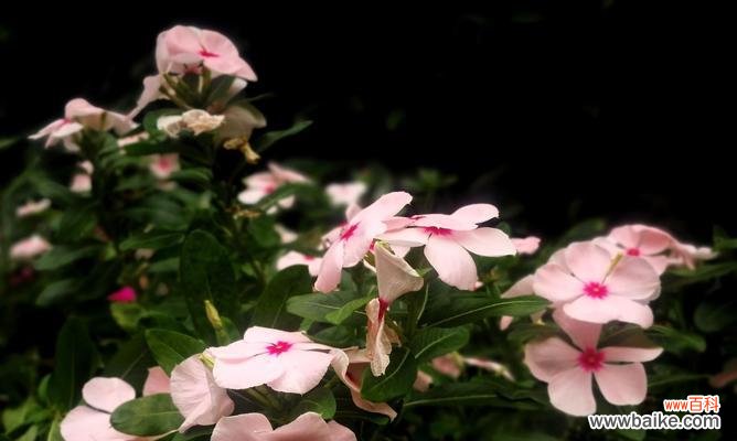 长春花花语是什么?如何正确解读长春花的含义?