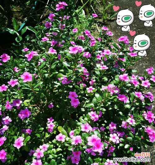 长春花花语是什么?如何正确解读长春花的含义?