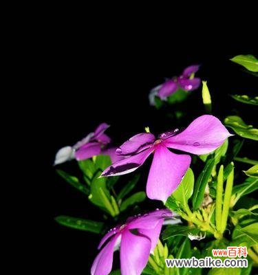 长春花花语是什么?如何正确解读长春花的含义?