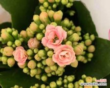 长寿花的花语代表什么？如何正确解读长寿花的含义？