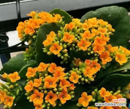 长寿花的花语代表什么？如何正确解读长寿花的含义？