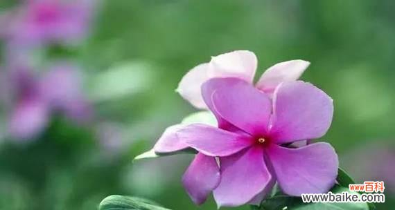 长春花的花语是什么?它有哪些寓意和象征意义?