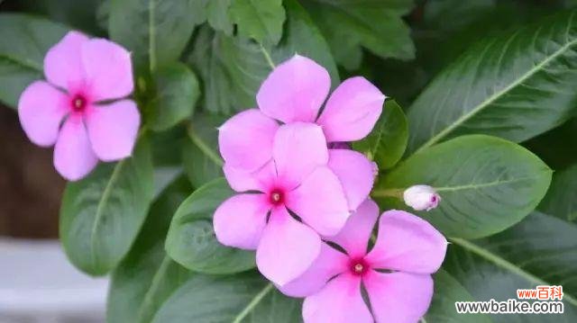 长春花的花语是什么?它有哪些寓意和象征意义?