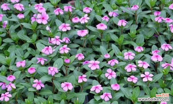 长春花花语是什么?了解长春花的象征意义和用途?