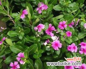 长春花花语是什么?了解长春花的象征意义和用途?