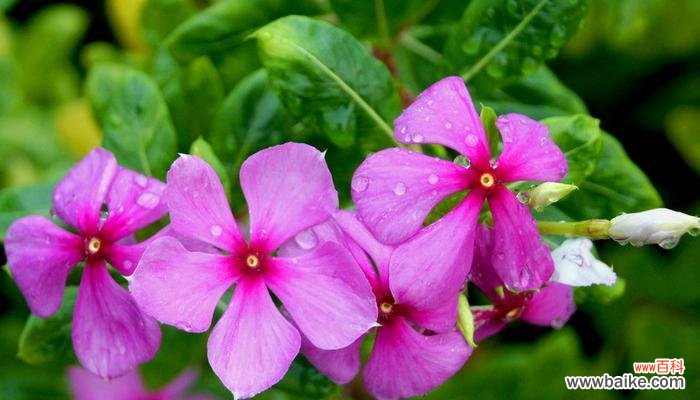 长春花花语是什么?了解长春花的象征意义和用途?